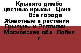 Крысята дамбо цветные крысы › Цена ­ 250 - Все города Животные и растения » Грызуны и Рептилии   . Московская обл.,Лобня г.